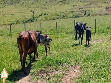 vende-se-fazenda-rural-uberaba-110616