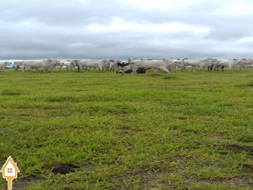 vende-rural-fazenda-rural-rural-mg-mg-62837